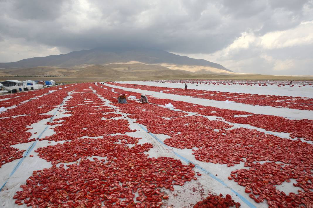 Süphan Dağı’nda yetişiyor 12 kilodan 1 kilo çıkıyor. Türkler 1 kilo bile alamıyor - Resim: 27
